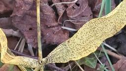 Botryosphaeria visci