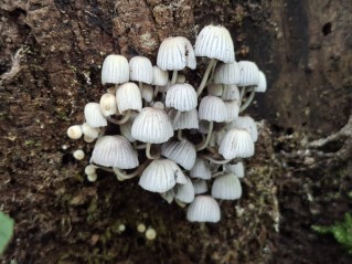 Coprinellus disseminatus