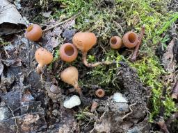 Dumontinia tuberosa