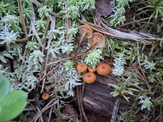 Xeromphalina campanella