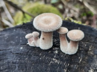 Panus neostrigosus