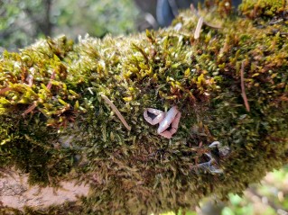 Encoelia furfuracea