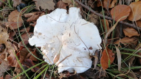 Tricholoma columbetta