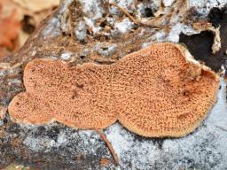Phlebia tremellosa