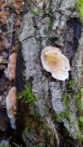 Phlebia tremellosa