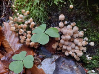 Coprinellus disseminatus