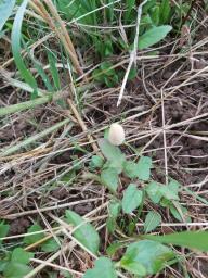 Conocybe apala