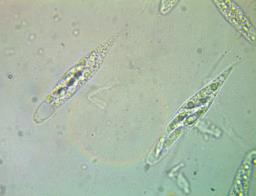 Natantiella ligneola