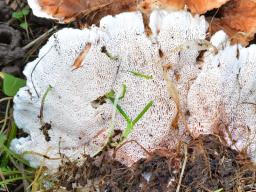 Abortiporus biennis