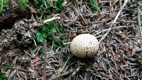 Scleroderma citrinum