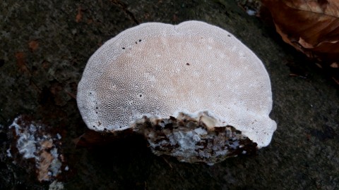 Trametes gibbosa