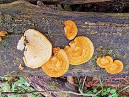 Neofavolus alveolaris