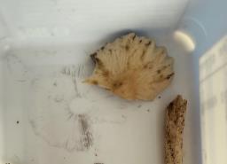 Psathyrella spadiceogrisea