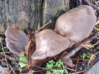 Pleurotus ostreatus
