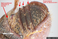 Scolytus multistriatus
