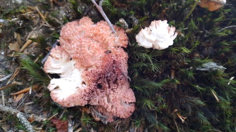 Ramaria botrytis