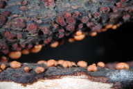 Nectria cinnabarina