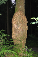 Stereum rugosum