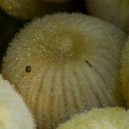 Coprinellus disseminatus