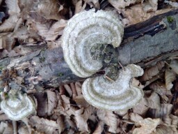 Trametes hirsuta