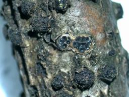 Diatrypella quercina