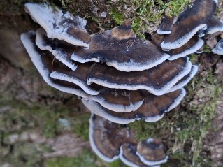 Bjerkandera adusta