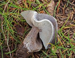 Melanoleuca luteolosperma