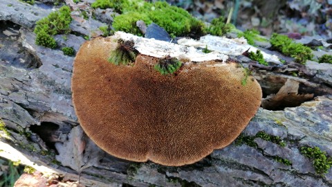 Daedaleopsis confragosa
