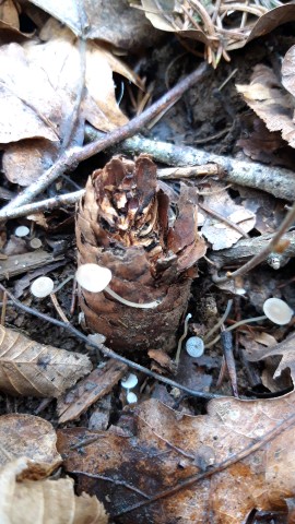 Strobilurus esculentus