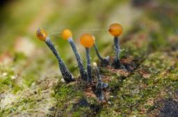 Nectria gracilipes