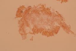 Calyptella capula