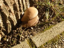 Pleurotus ostreatus
