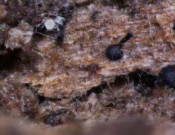 Natantiella ligneola