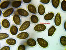 Juglanconis juglandina