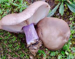 Collybia personata