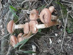 Armillaria ostoyae