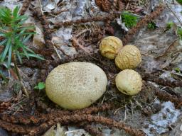 Scleroderma citrinum