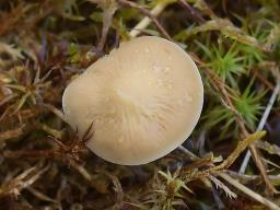 Agrocybe arvalis