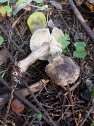 Tricholoma atrosquamosum