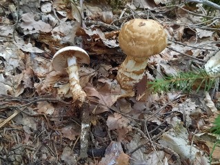 Hebeloma radicosum