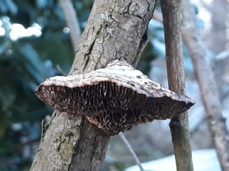 Daedaleopsis confragosa