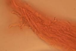 Skeletocutis albocremea