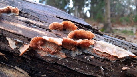Phlebia tremellosa