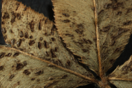 Uromyces minor