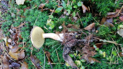 Suillus bovinus