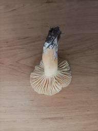 Cuphophyllus pratensis