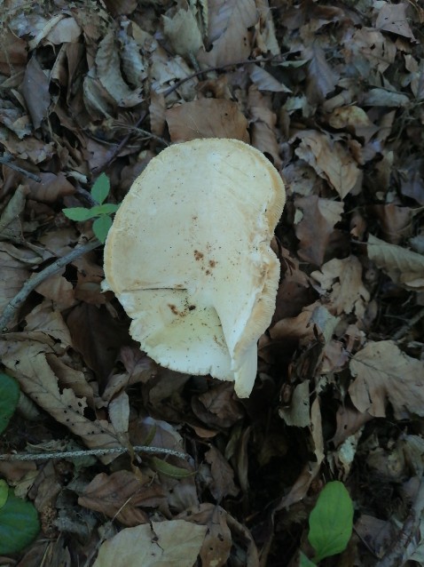 Lactifluus piperatus