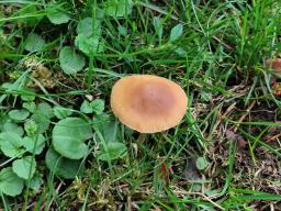 Agrocybe arvalis
