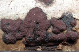 Hypoxylon fuscum
