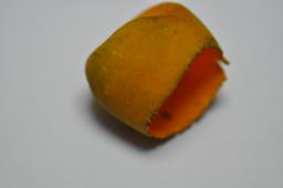 Caloscypha fulgens